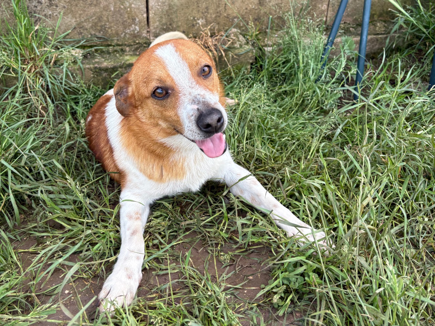 Adotta un cane, maschio, 1 anno e 1 mese, Frosinone