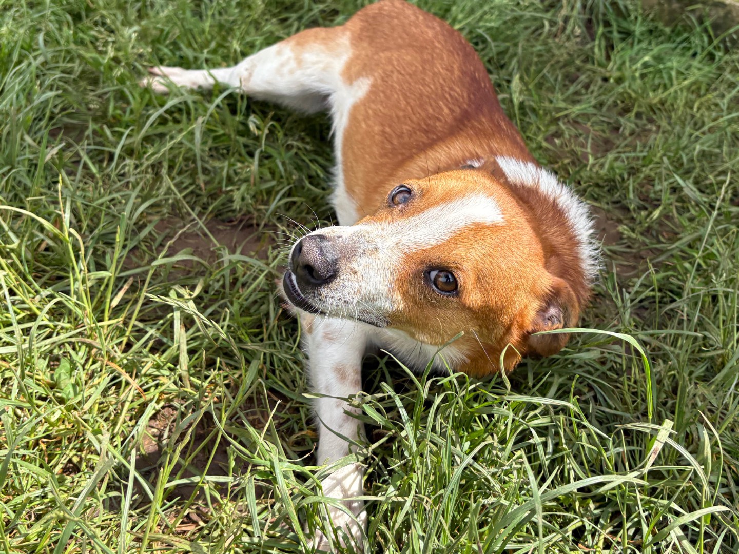 Adotta un cane, taglia piccola, maschio, Frosinone