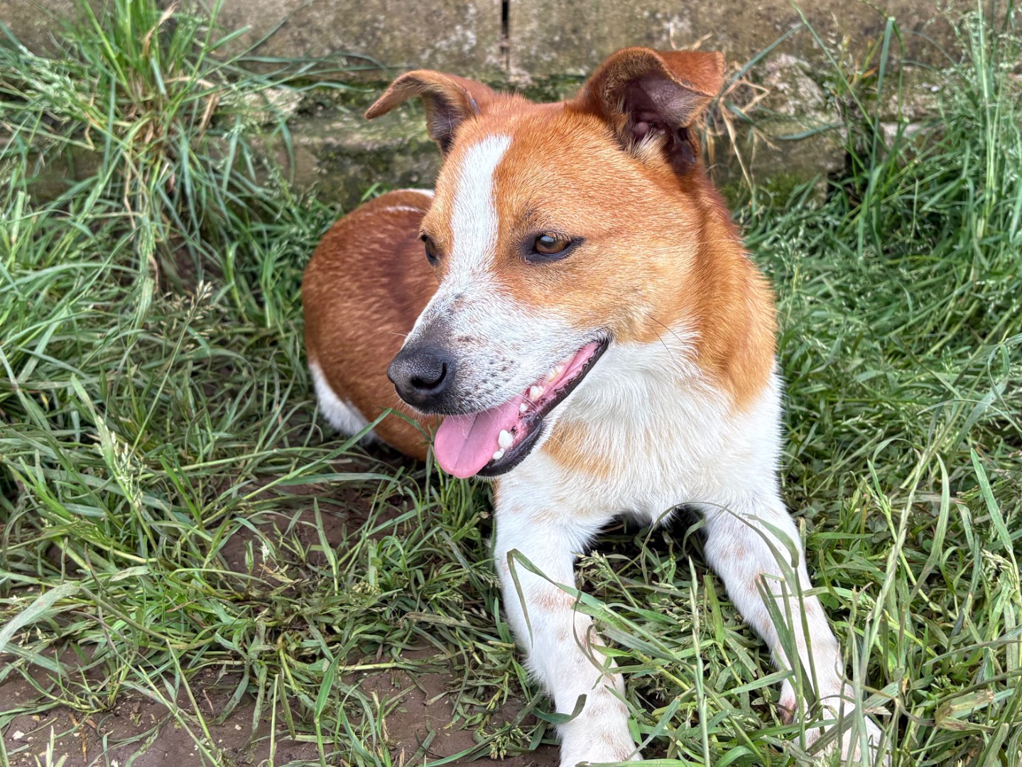 Vuoi adottare un cane a Frosinone?