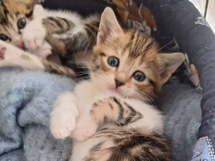 Foto dell'animale
