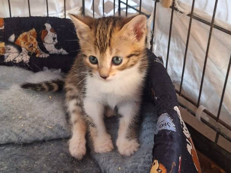 Adotta un gatto, femmina, 1 mesi, Parma