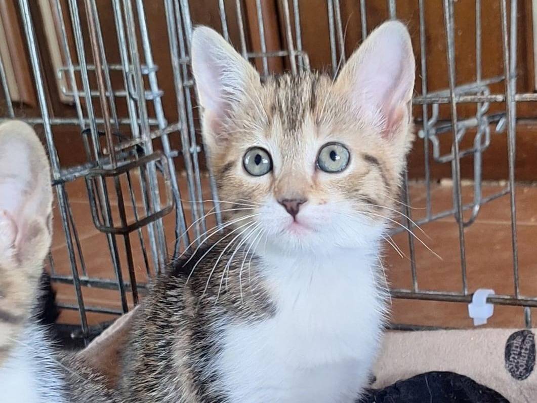 Adotta un gatto, taglia non valida, femmina, Parma