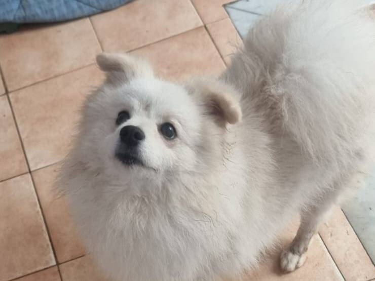Adotta un cane, maschio, 1 anno e 11 mesi , Caserta