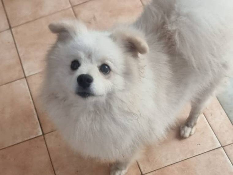 Adotta un cane, taglia piccola, maschio, Caserta