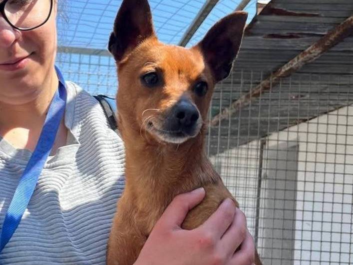 Adotta il cane ZACK a Caserta