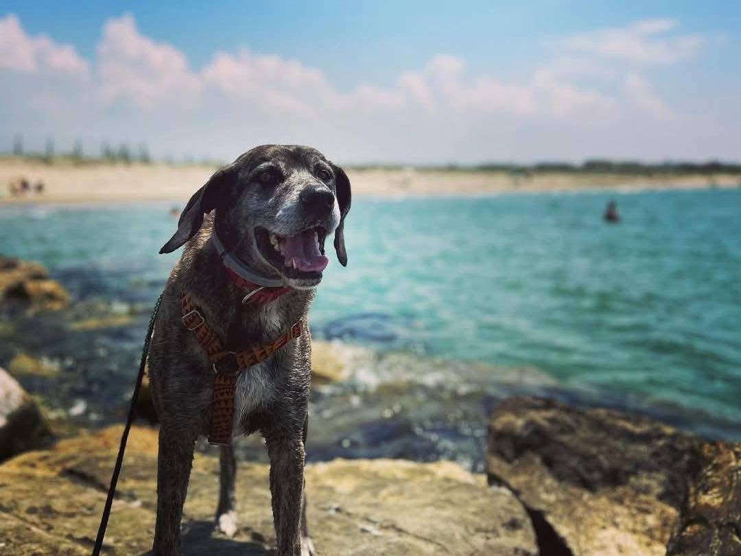 Adotta un cane, maschio, 9 anni  e 1 mese, Caserta