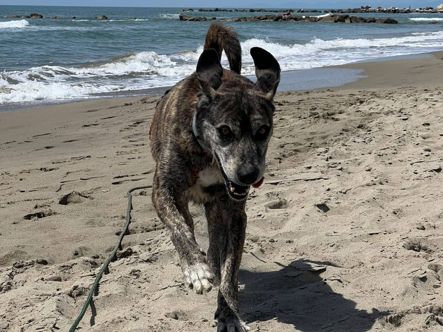 Adotta un cane, taglia media contenuta, maschio, Caserta