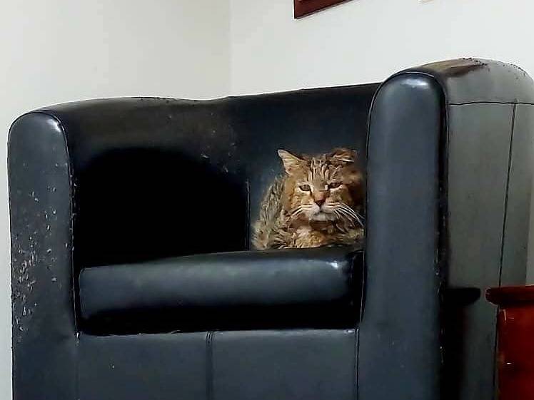 Foto dell'animale