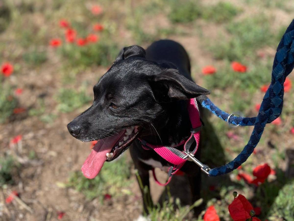Vuoi adottare un cane a Caserta?