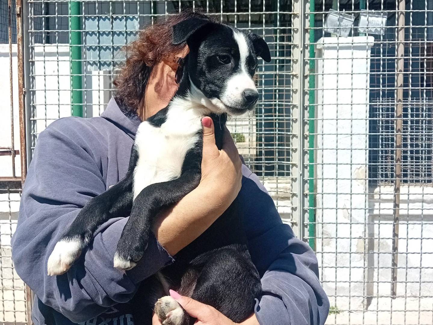 Adotta un cane, femmina, 5 mesi, Caserta