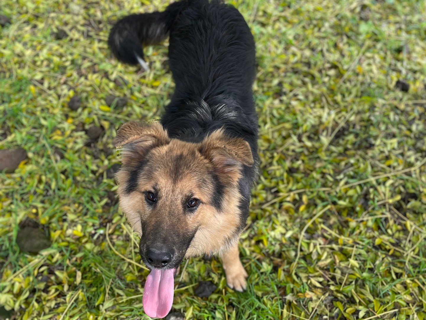 Adozione cane, maschio, Razza sconosciuta Razza sconosciuta, 1 anno e 3 mesi , taglia media, Latina