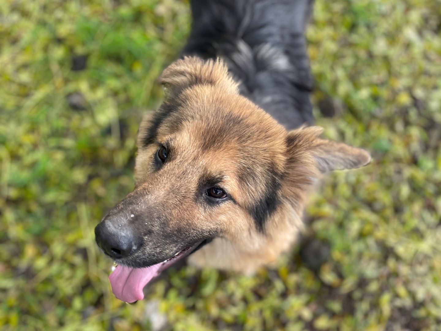 Adotta un cane, maschio, 1 anno e 3 mesi , Latina