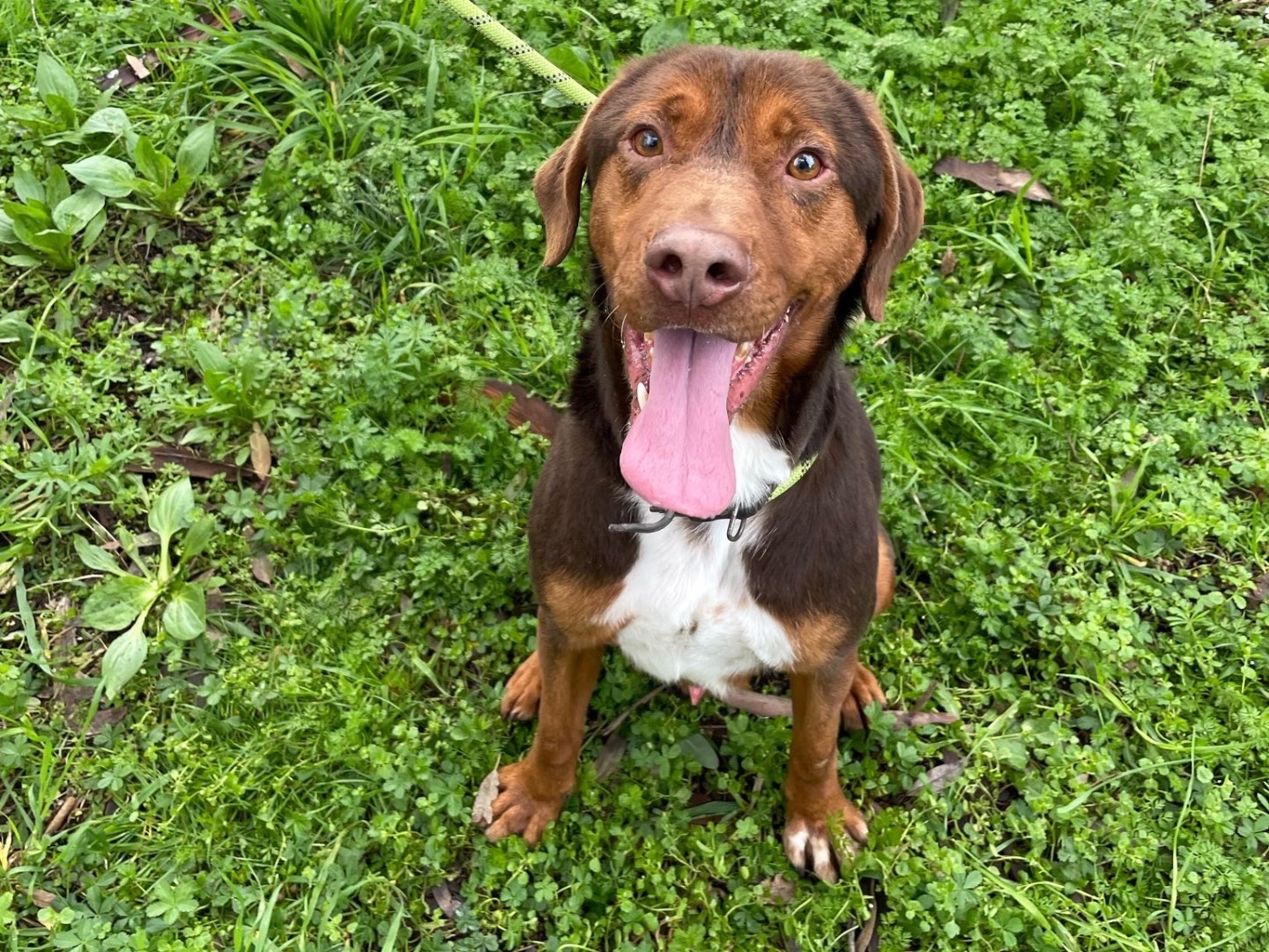 Adotta un cane, taglia media, maschio, Latina