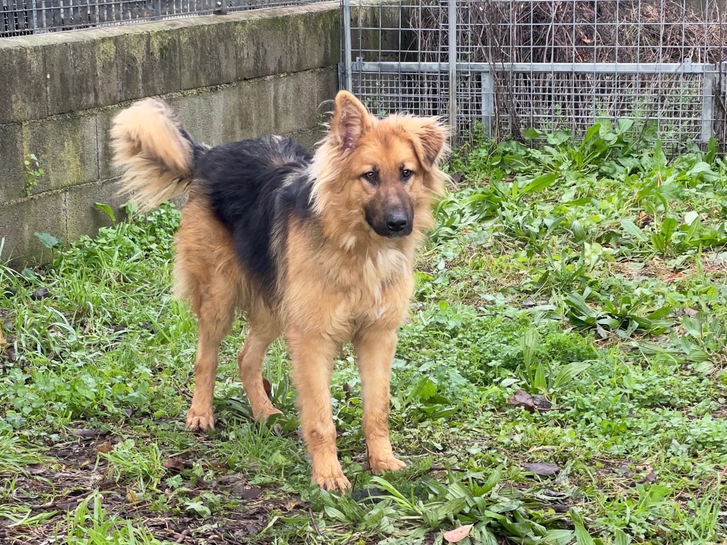 Adotta un cane, maschio, 1 anno e 6 mesi , Latina