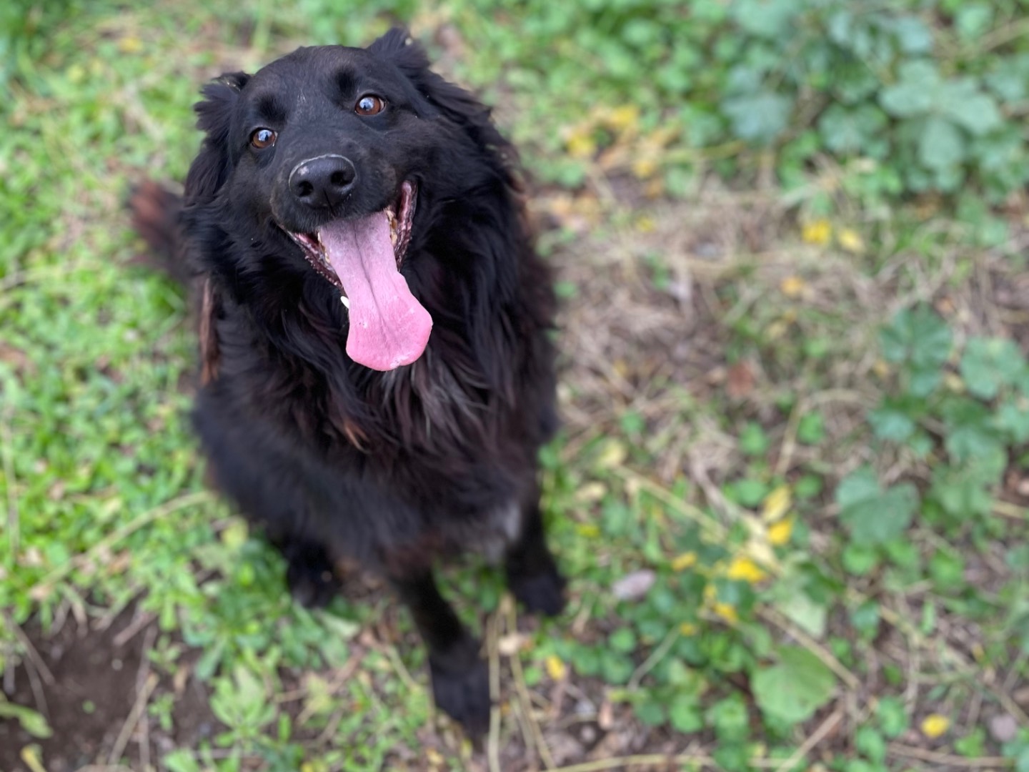 Adotta un cane, maschio, 6 anni  e 7 mesi , Latina