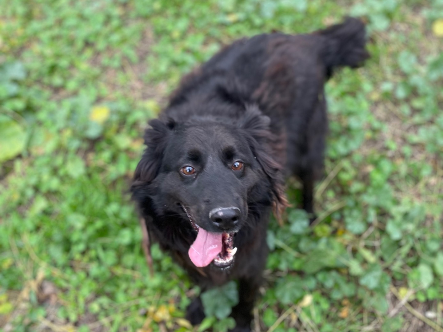 Adotta un cane, taglia media, maschio, Latina