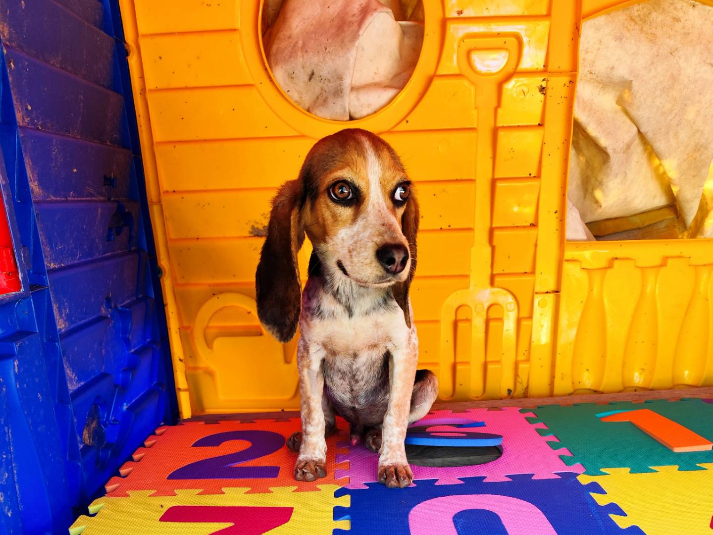 Adozione cane, maschio, Beagle  Beagle , 4 mesi, taglia piccola, Chieti