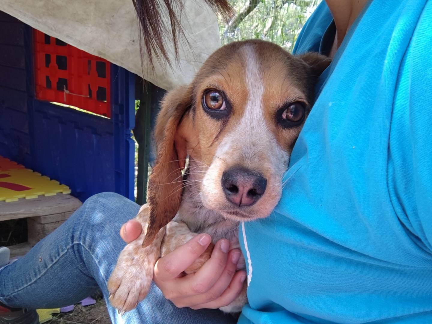Vuoi adottare un cane a Chieti?