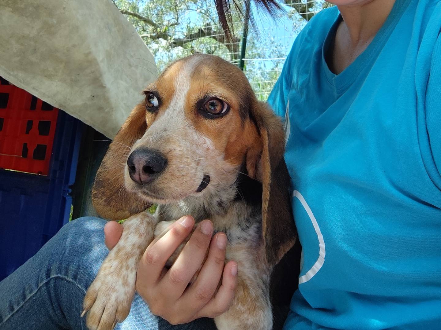 Adotta il cane Pippo a Chieti