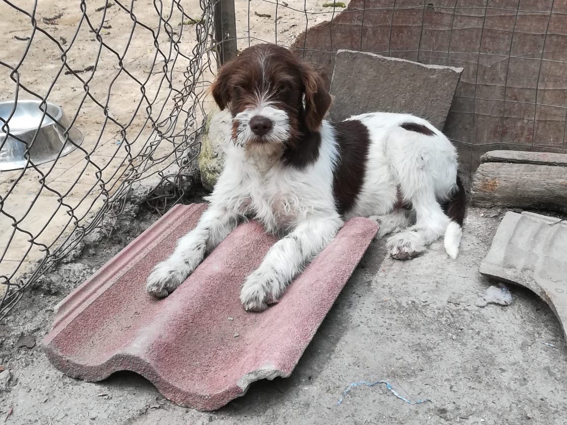 Adotta un cane, femmina, 3 mesi, Salerno