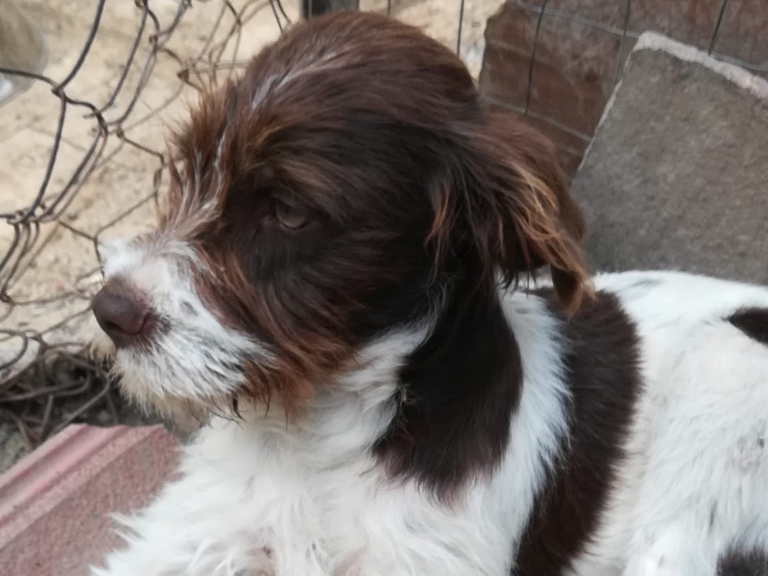 Adotta un cane, taglia media, femmina, Salerno
