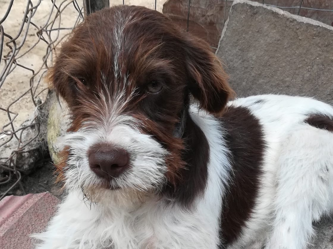 Vuoi adottare un cane a Salerno?