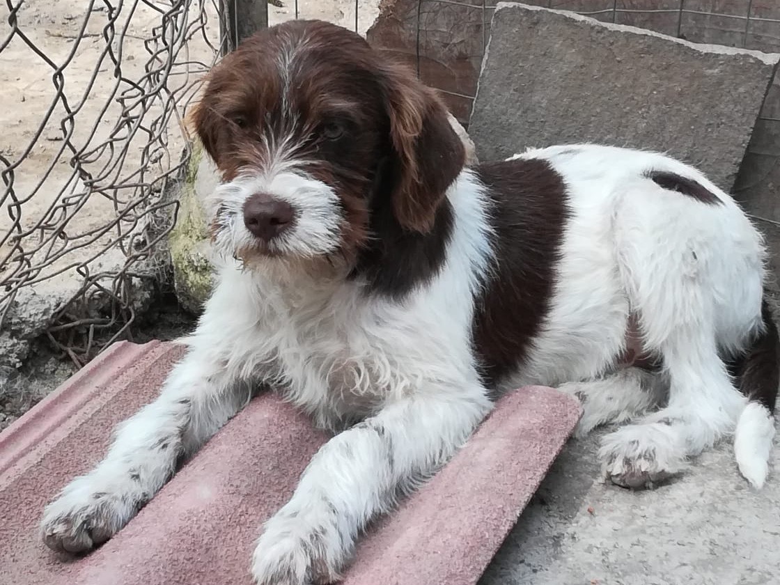 Adotta il cane Spina a Salerno