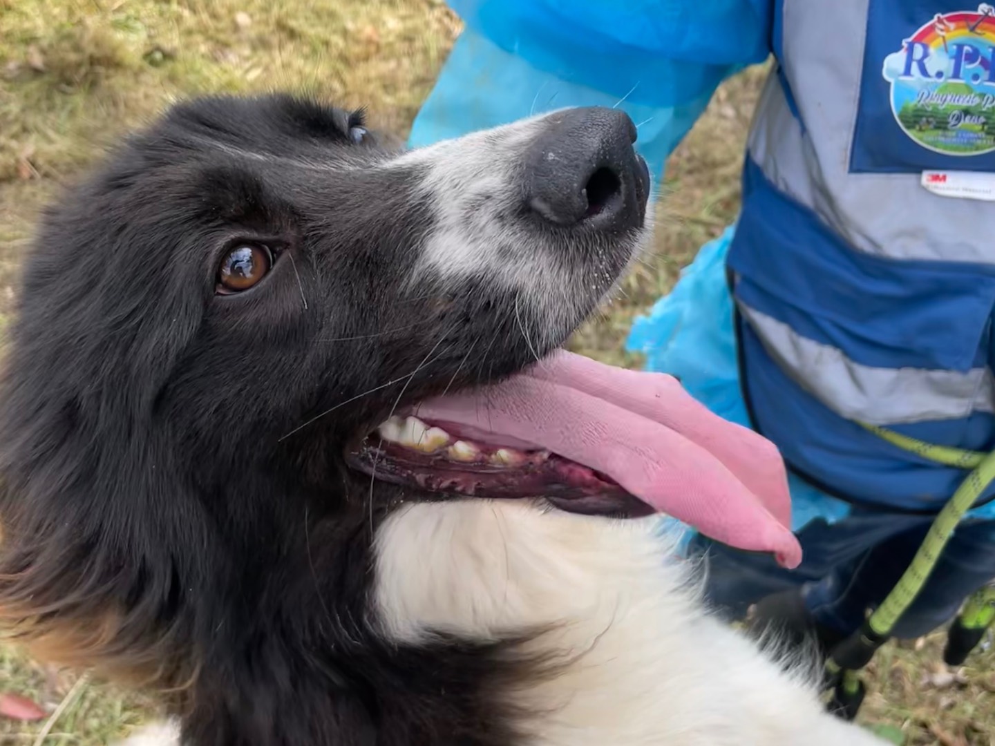Adotta un cane, maschio, 1 anno e 7 mesi , Latina
