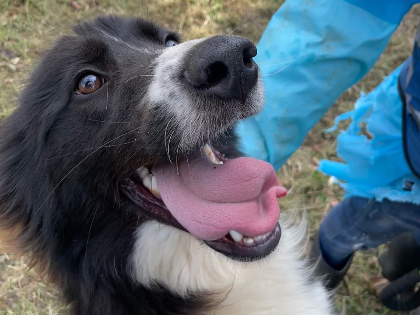 Adotta un cane, taglia media, maschio, Latina