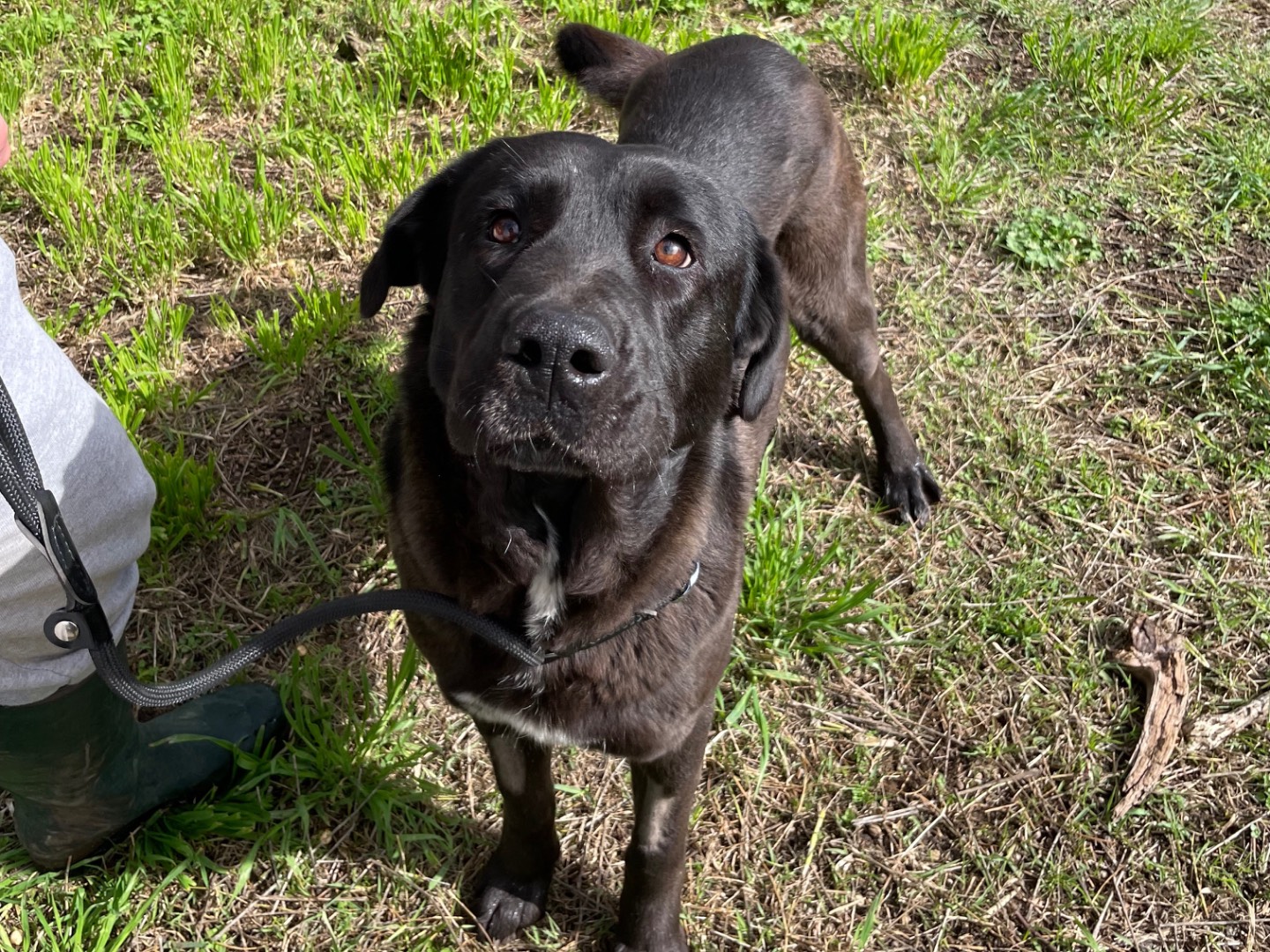 Adotta un cane, femmina, 2 anni  e 1 mese, Latina
