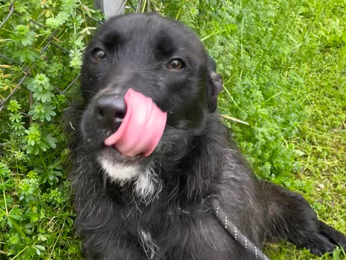 Adotta un cane, maschio, 2 anni  e 10 mesi , Latina