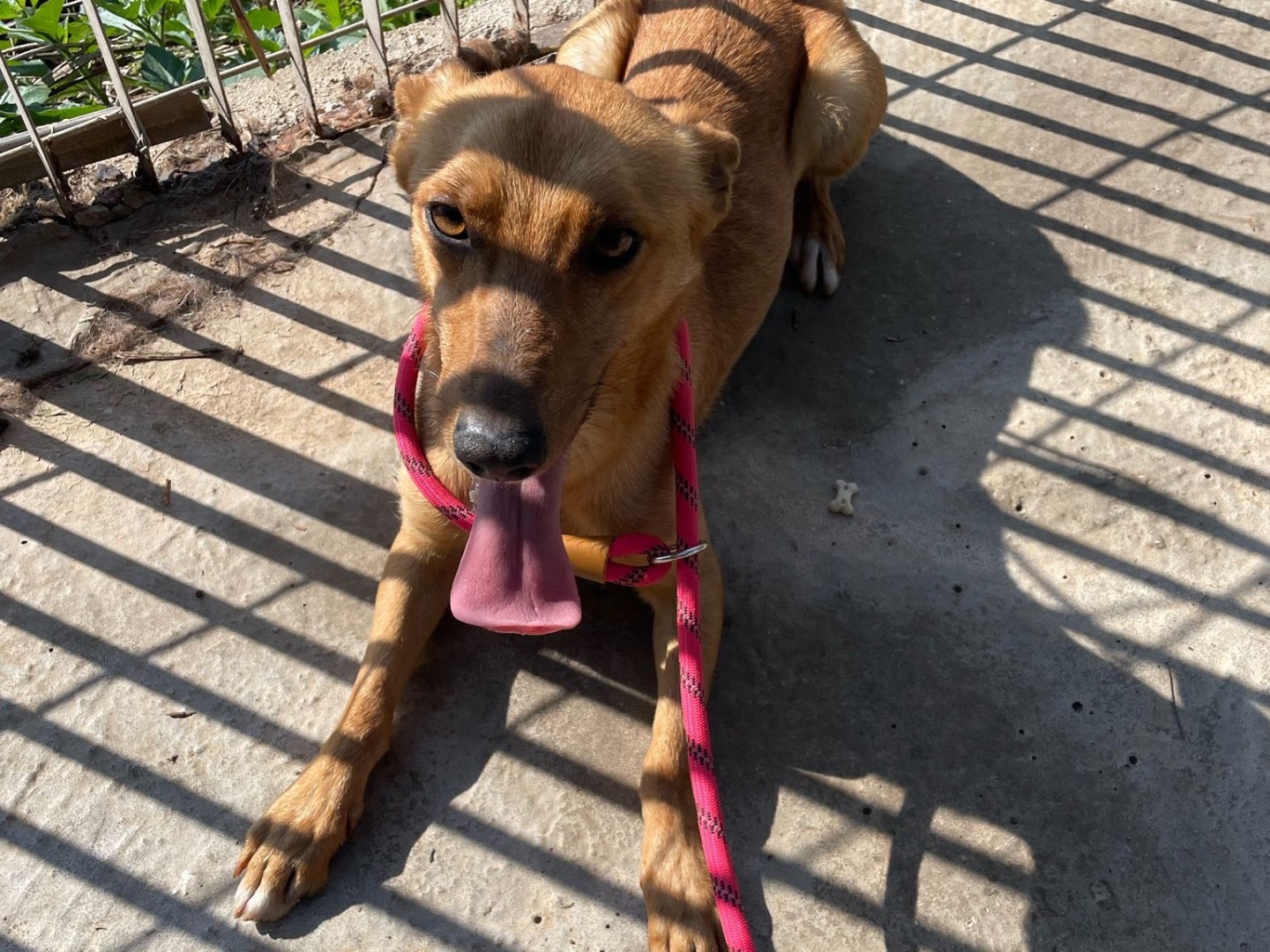 Adotta un cane, maschio, 2 anni  e 10 mesi , Latina