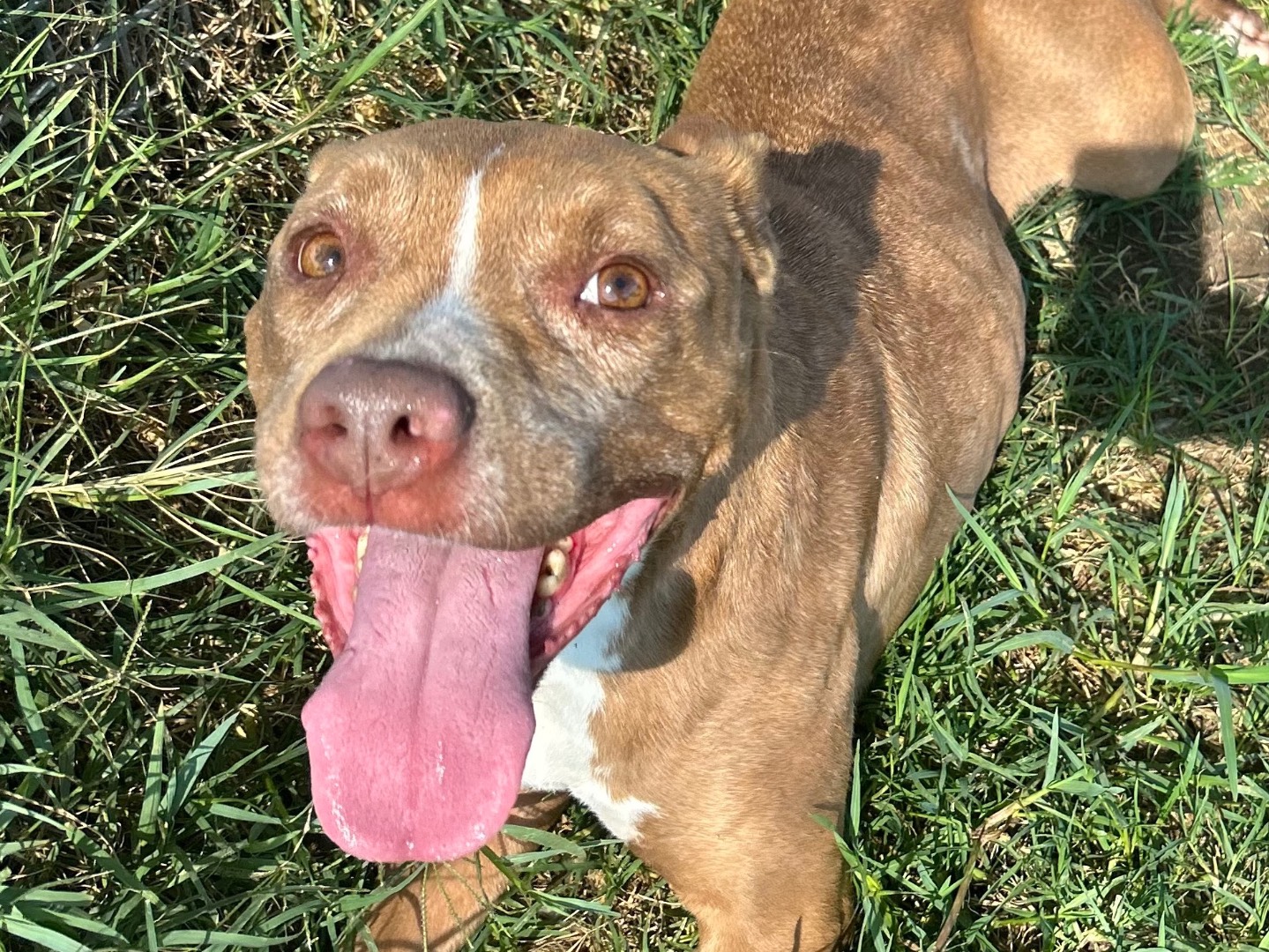 Adotta un cane, taglia media, femmina, Latina