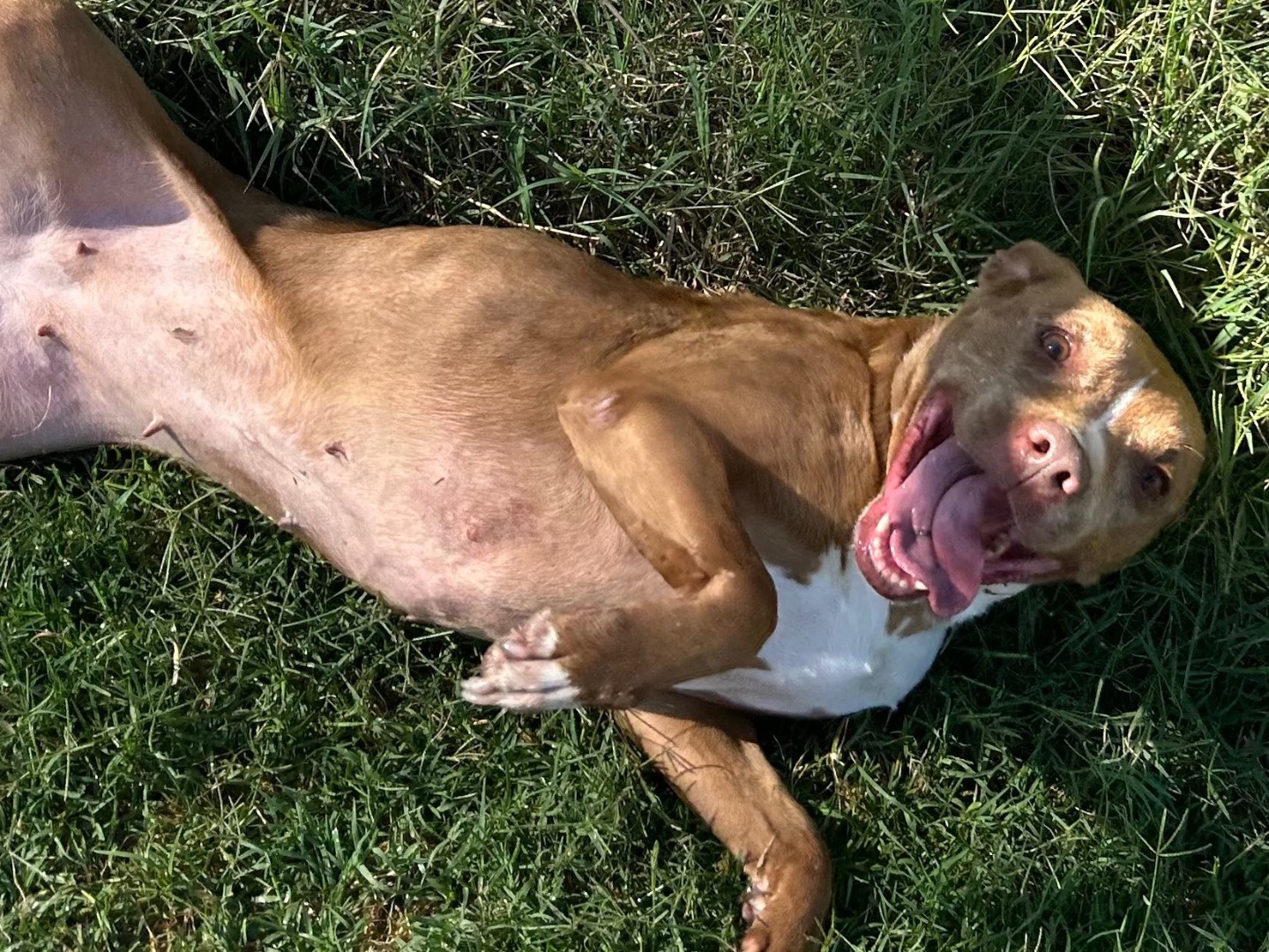 Vuoi adottare un cane a Latina?
