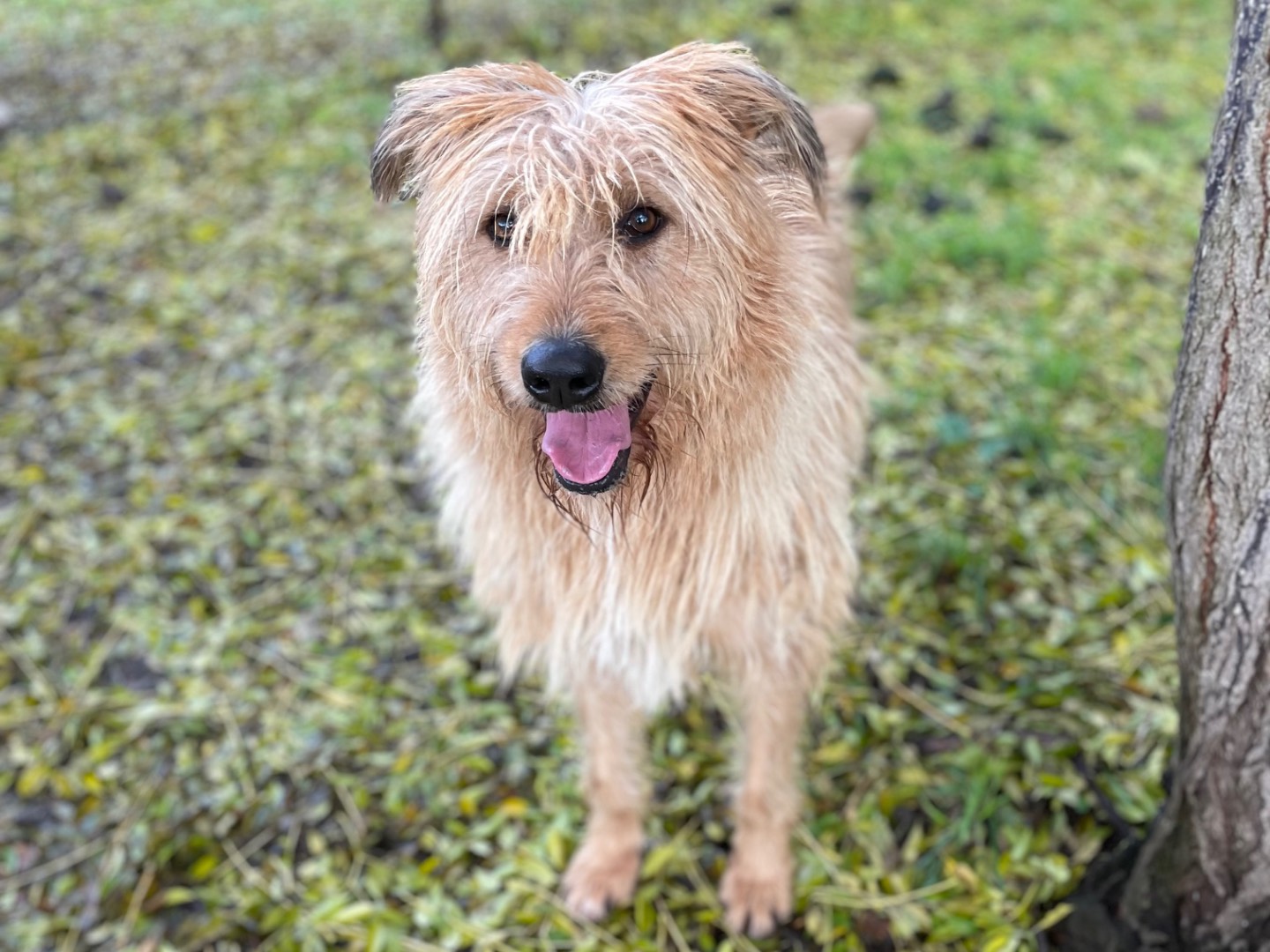 Adozione cane, maschio, Spinone Razza sconosciuta, 2 anni  e 11 mesi , taglia media, Latina