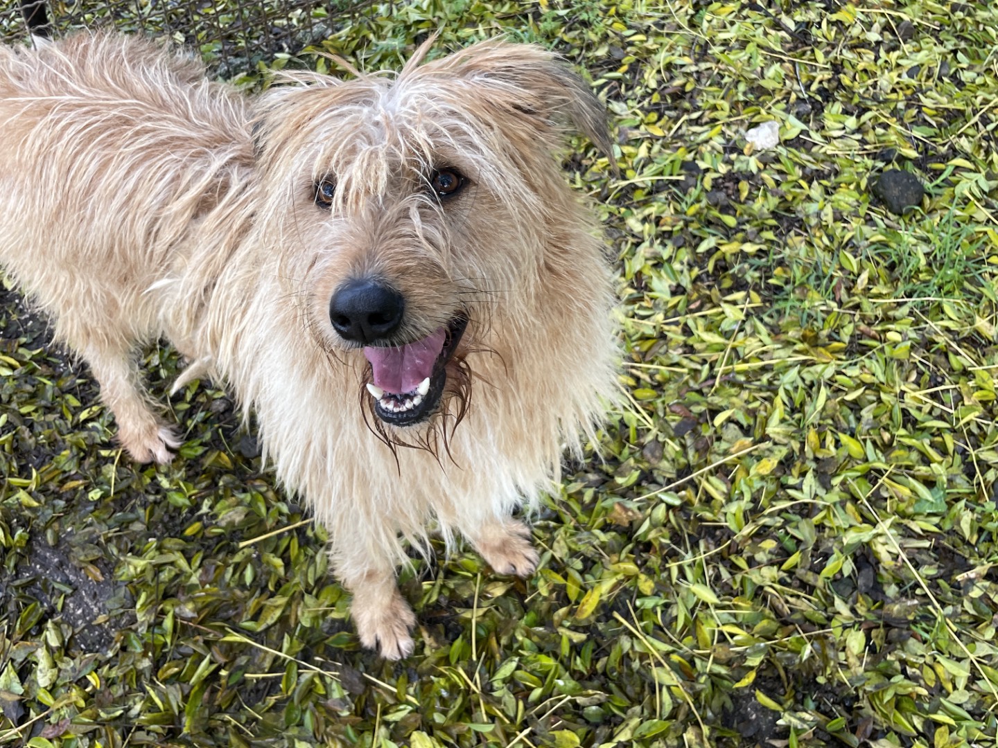 Adotta un cane, maschio, 2 anni  e 11 mesi , Latina