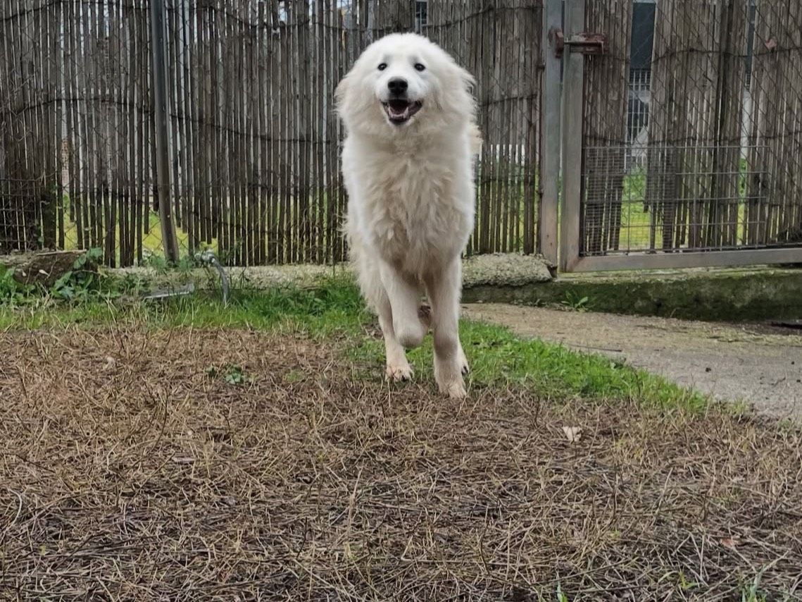 Adotta un cane, maschio, 1 anno e 11 mesi , Latina