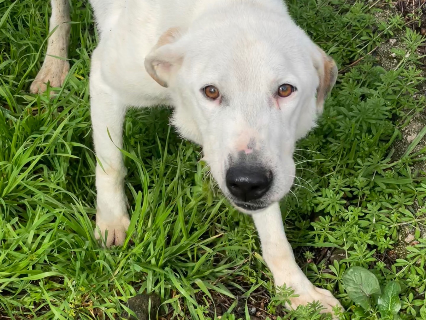 Adotta un cane, maschio, 4 anni  e 11 mesi , Latina