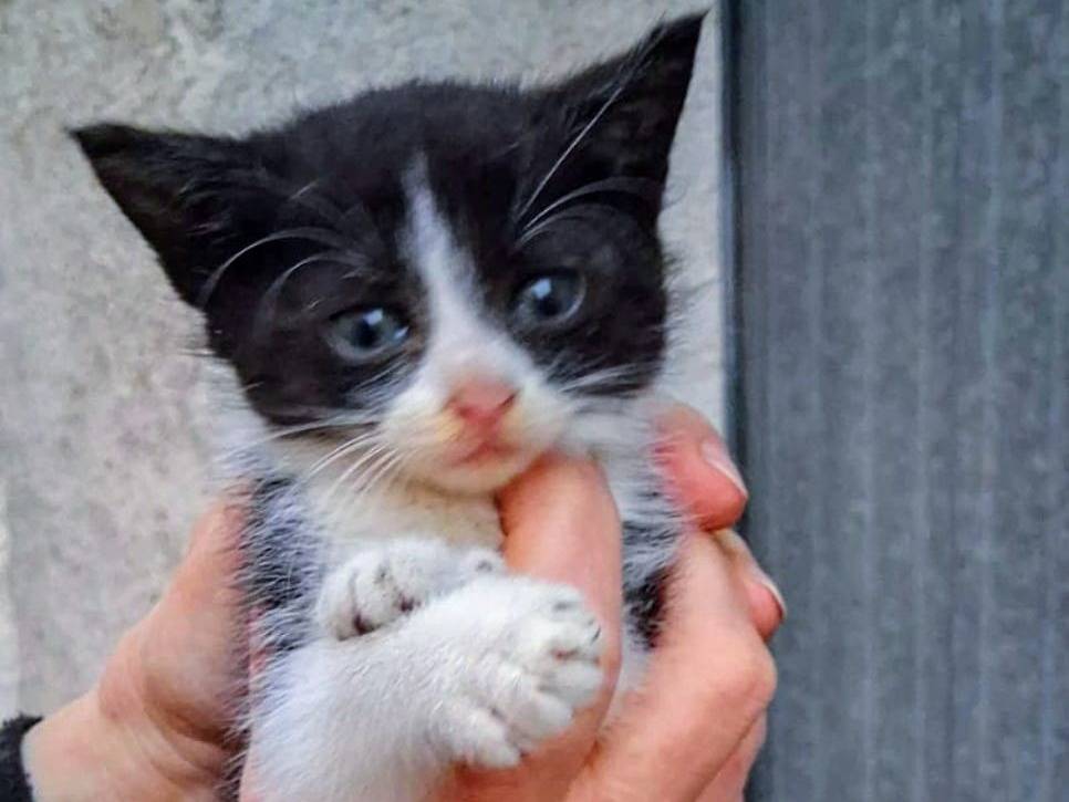 Foto dell'animale