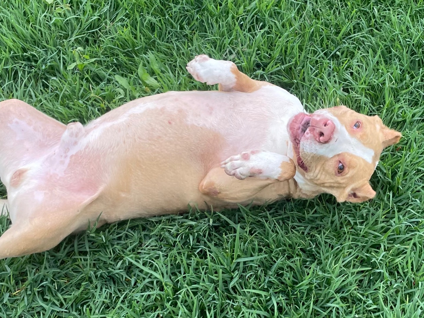 Vuoi adottare un cane a Latina?