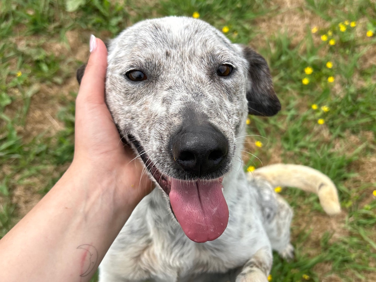 Adotta un cane, femmina, 4 anni  e 8 mesi , Latina