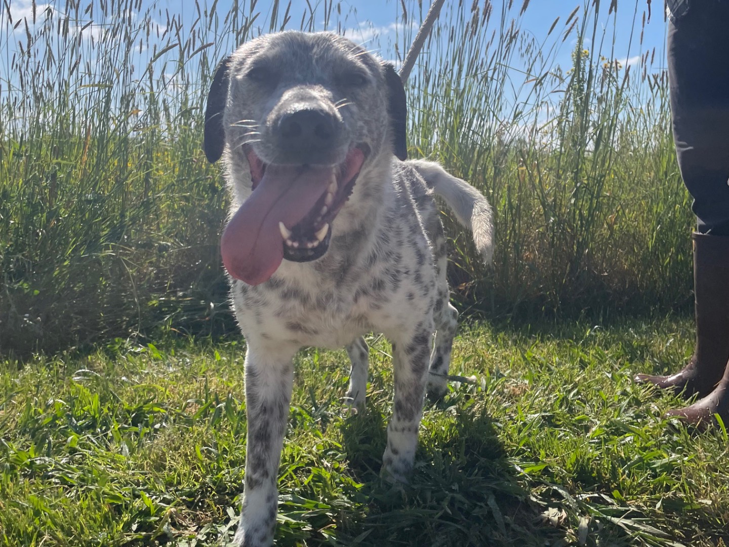 Adotta un cane, taglia media contenuta, femmina, Latina
