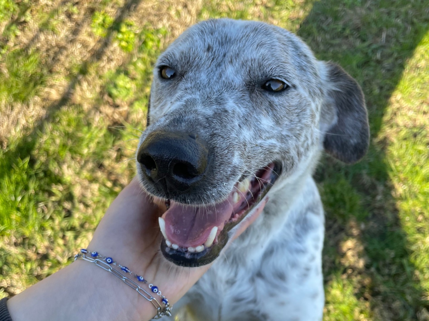 Vuoi adottare un cane a Latina?