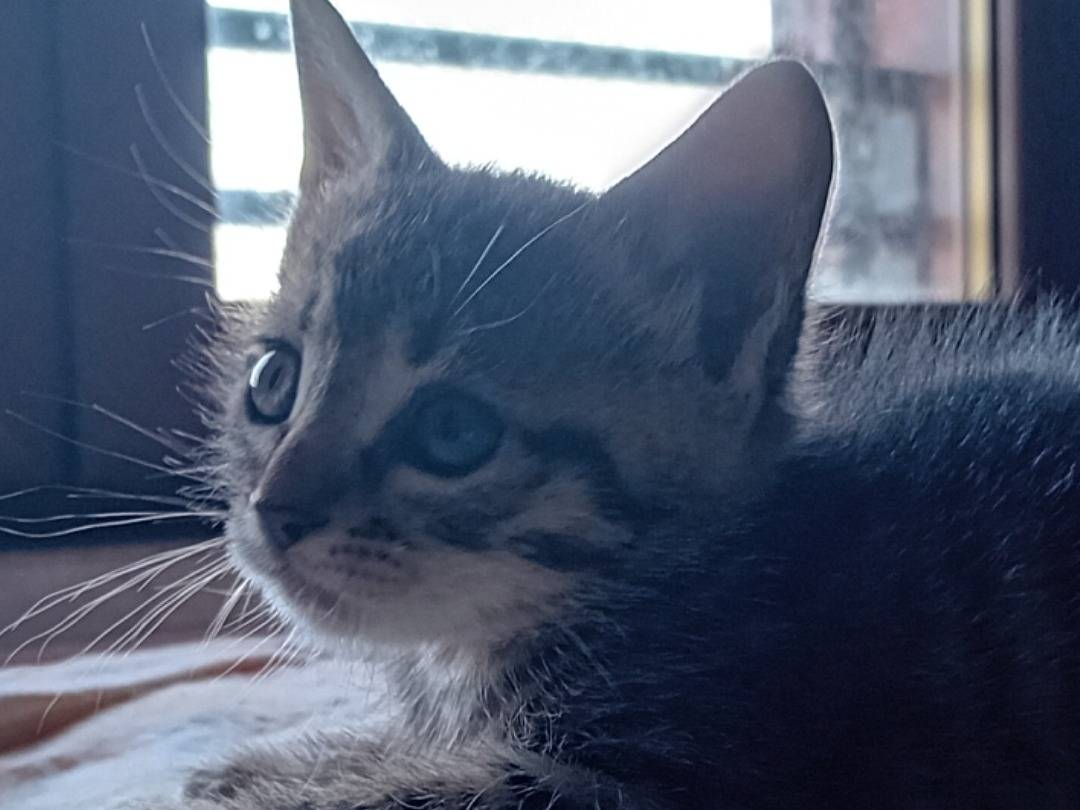 Adotta un gatto, maschio, 1 mesi, Bologna