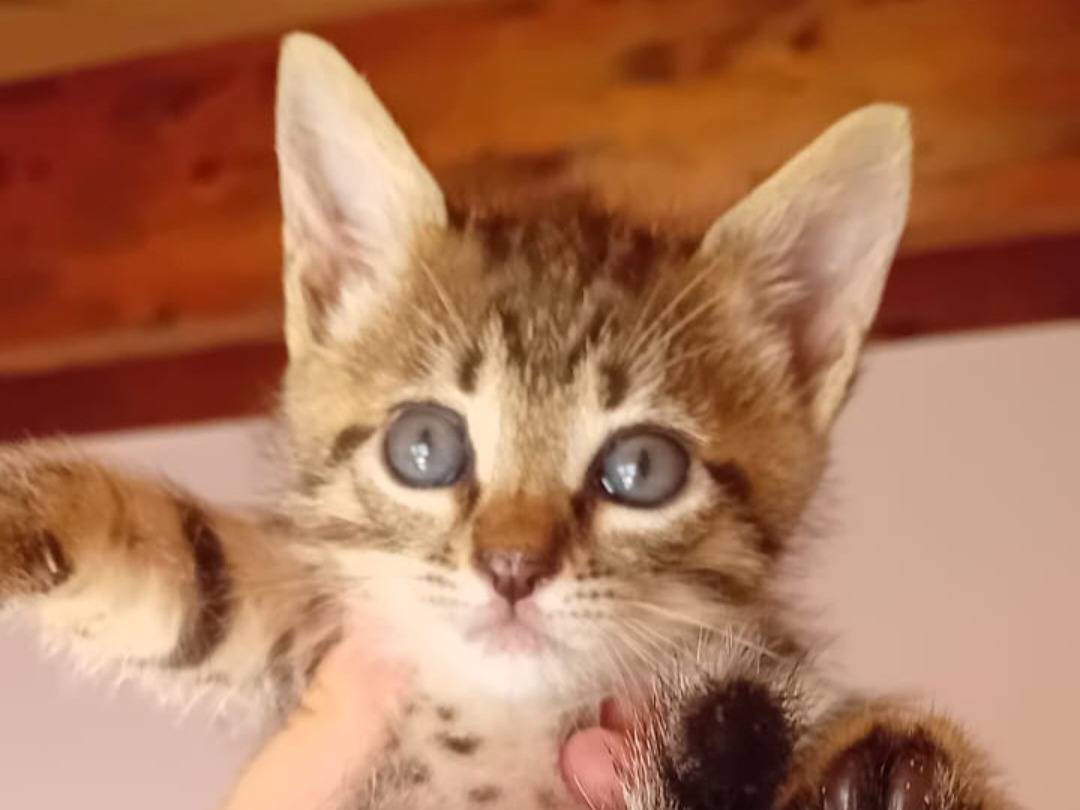 Adotta un gatto, taglia non valida, maschio, Bologna