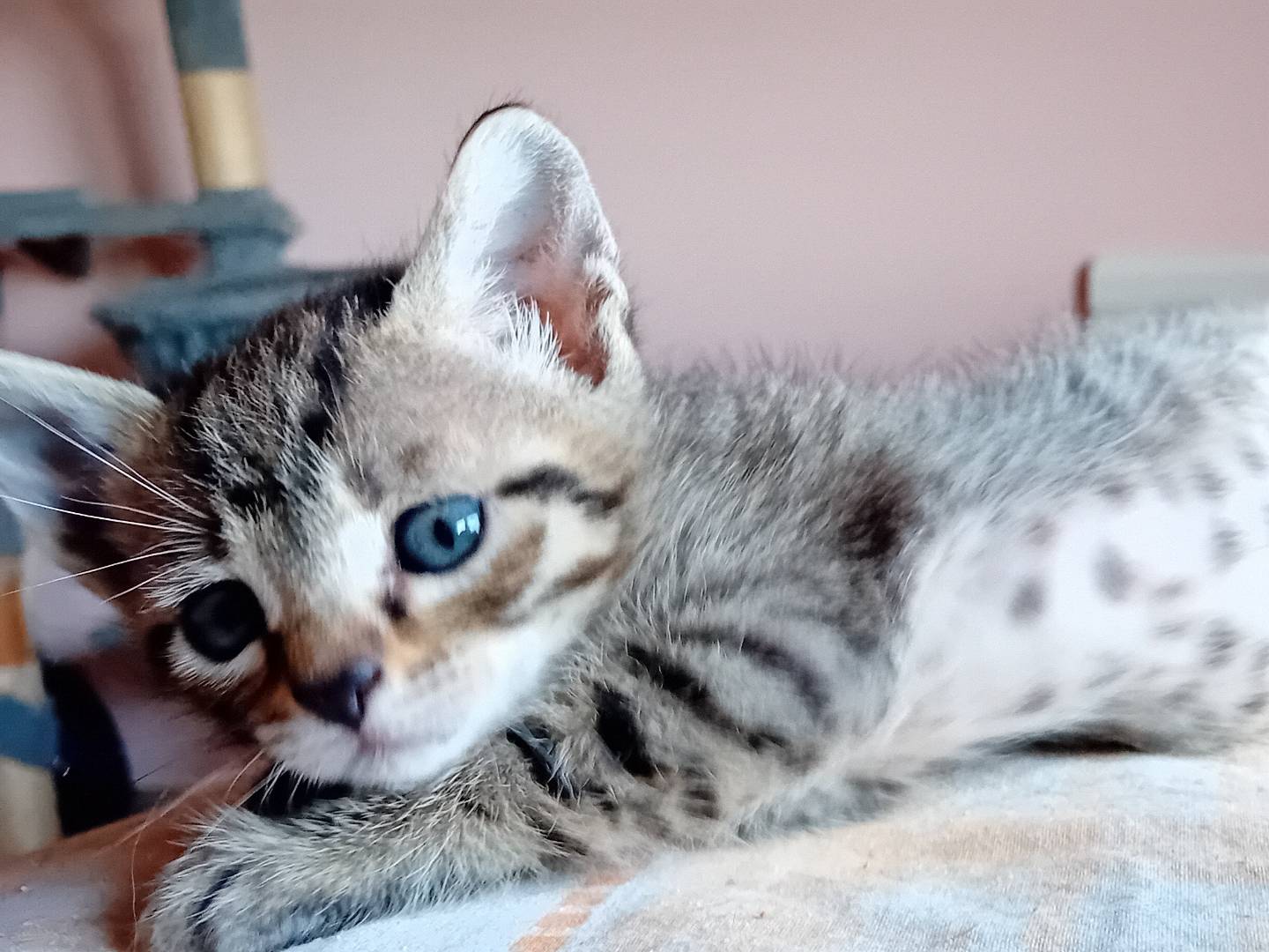 Vuoi adottare un gatto a Bologna?