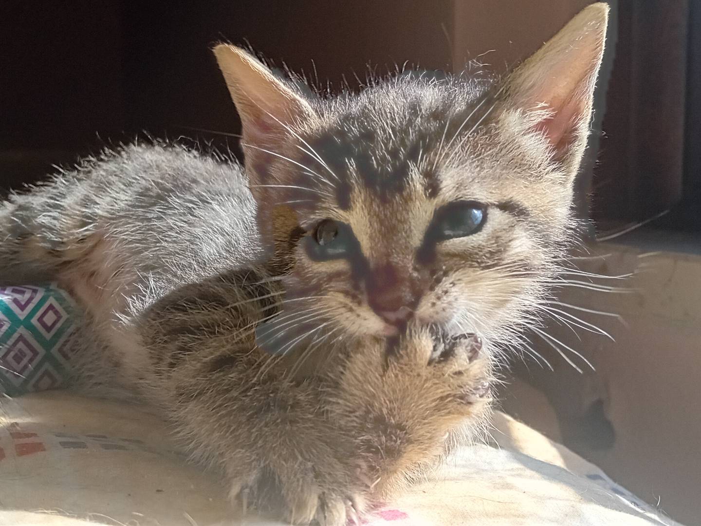Adotta il gatto Pisellino e Olivia a Bologna