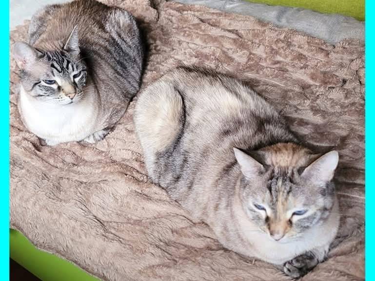 Foto dell'animale