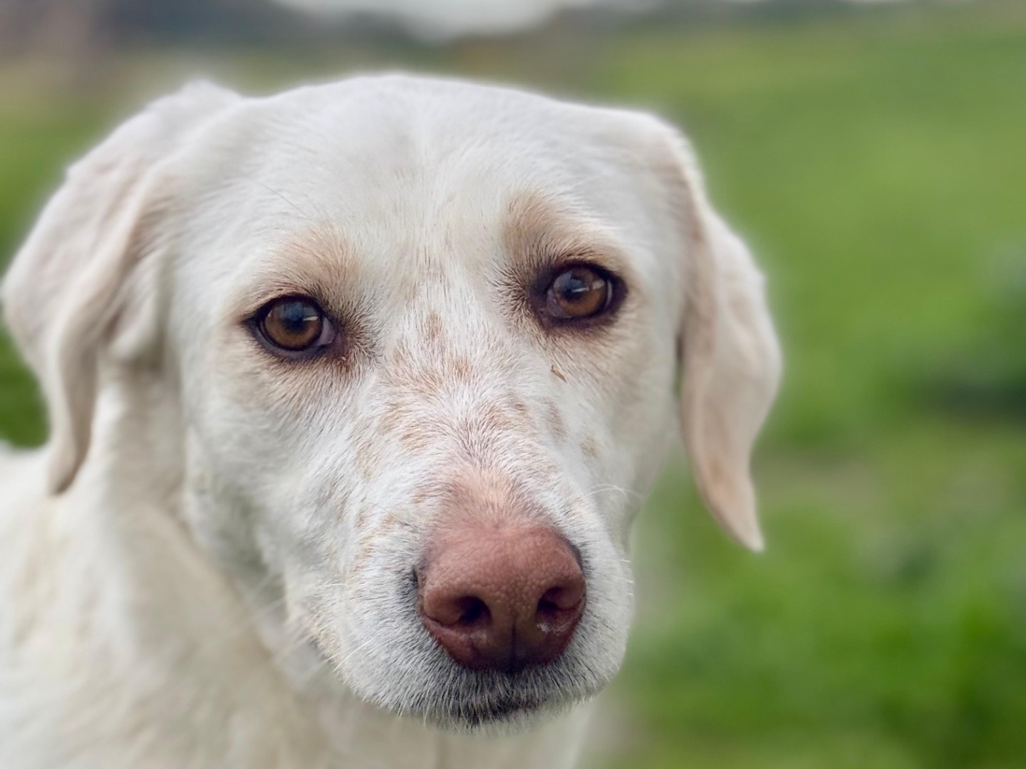 Adozione cane, femmina, Razza sconosciuta Razza sconosciuta, 1 anno e 10 mesi, taglia media, Roma