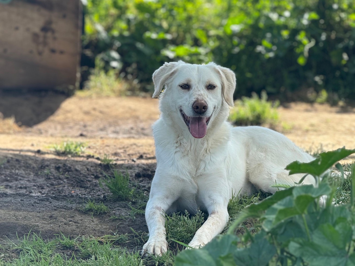 Adotta un cane, femmina, 1 anno e 10 mesi, Roma